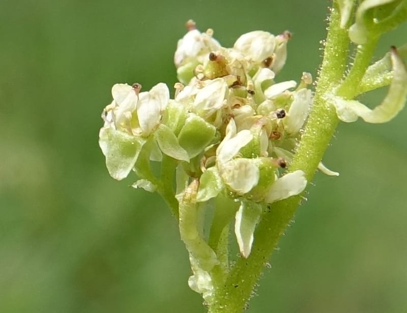 Micranthes oregana, C. Davidson 13615--CA. Modoc Co. Warner Mts. Hwy 299. 7 June 2017. DSC01455 (87).JPG