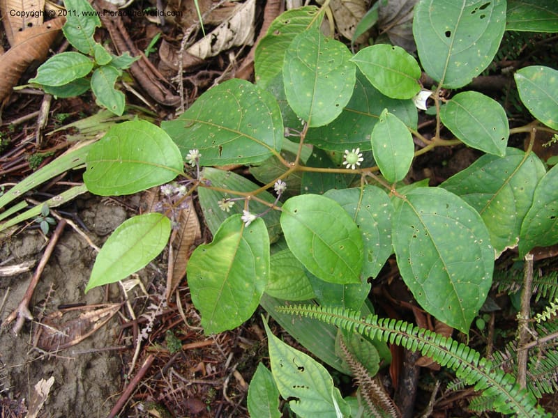 Lycianthes, Croat95103--Ecuador. Prov. Esmeraldas. Alto Tambo. 21 Feb 05. 188.jpg
