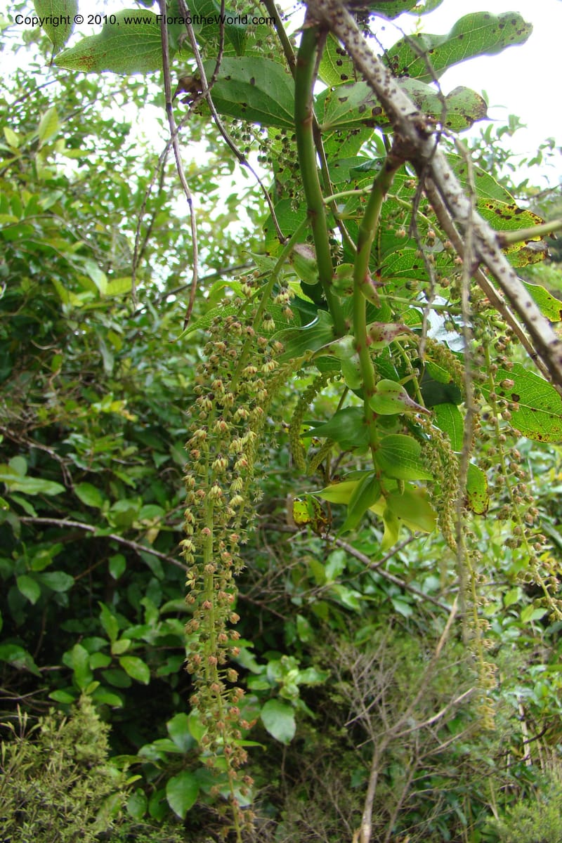 Coriaria arborea, C. Gemmill 731--New Zealand. N. Island. Mt. Te Aroha. 13 Jan 2010. 332.jpg