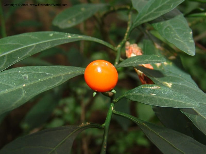 Solanum--So.Africa. KZN. Midl. Meand. Granny Mouse. 13 Mch 05. 120.jpg