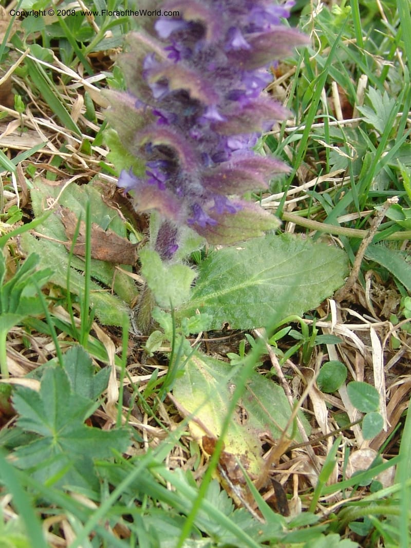 Ajuga orientalis--Georgia. Kazbeki . Trail-road to Sameba Church. 2 Jun 05. 567.jpg