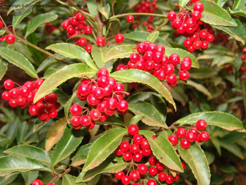 Ardisia, ROR1572--Madag. Parc Nat. Montagne d'Ambre. 10 Nov 06. 006.jpg