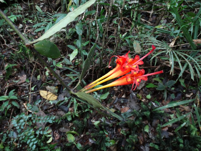 Aeschynanthus, Davidson, C 12736--Sabah. Mt. Kinabalu. Bundu Tuhan Trail. 11 Oct 2014. DSC04153 (48).JPG