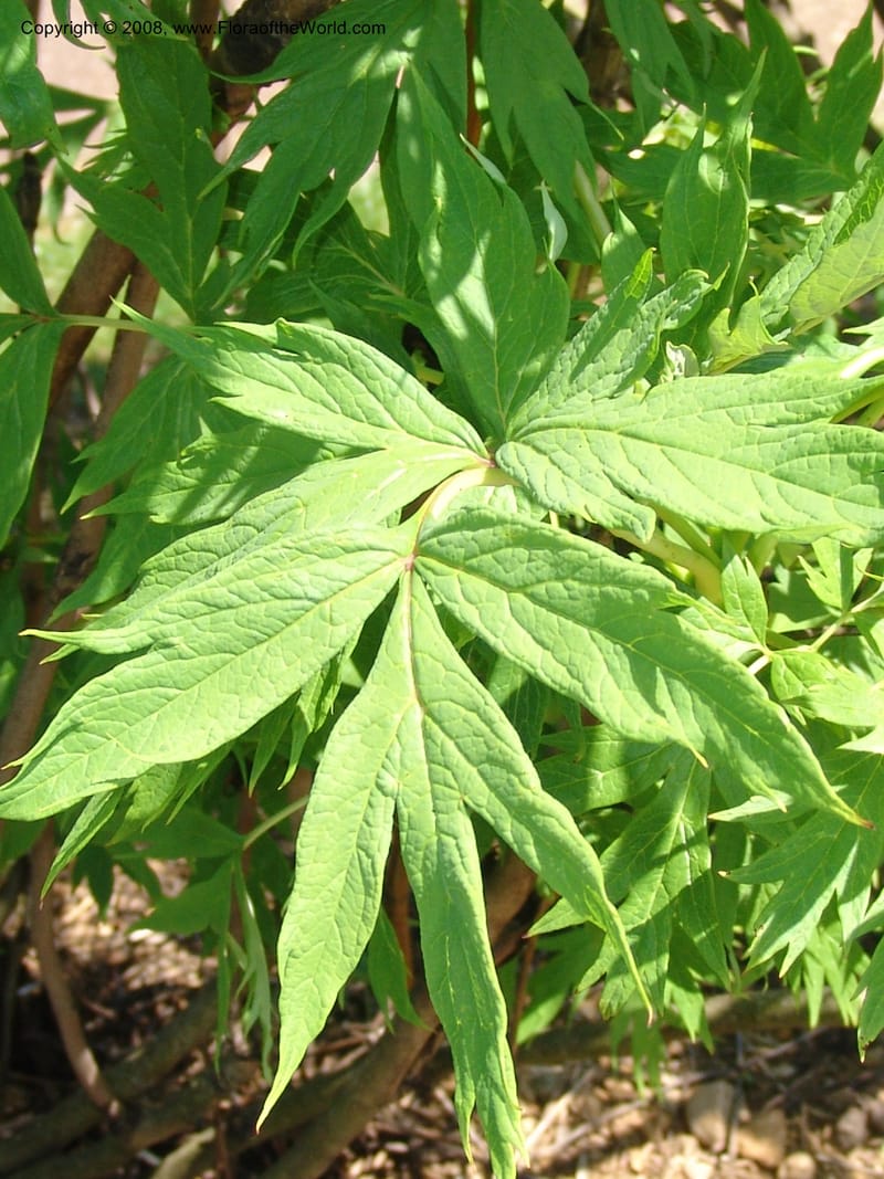 Paeonia lutea--France. Nancy. Jard. Bot. Montet. 1 May 05. 054.jpg