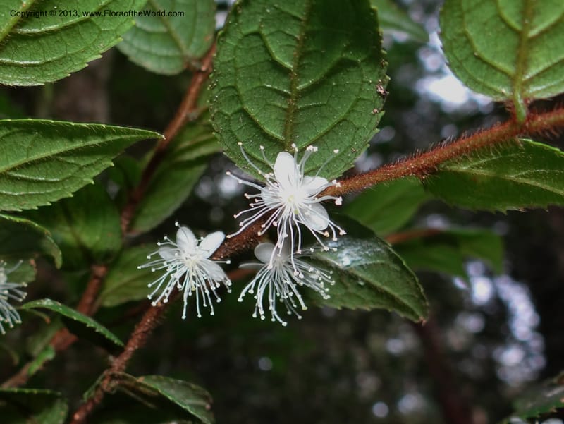 Symplocos, SAN.153214--Malaysia, Sabah. Mt. Kinabalu. 5 Apr 2012. DSC06767 (241).JPG