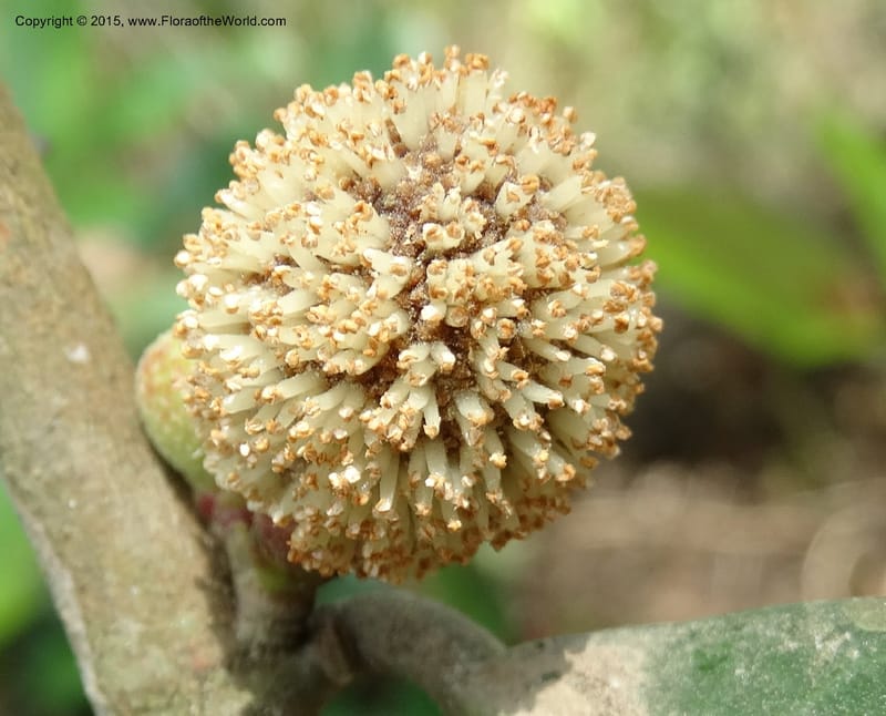 Treculia obovoidea, Davidson, C 12341--Cameroon. Mokoko For. Res. 20 Mar 2014. DSC02622 (237).JPG
