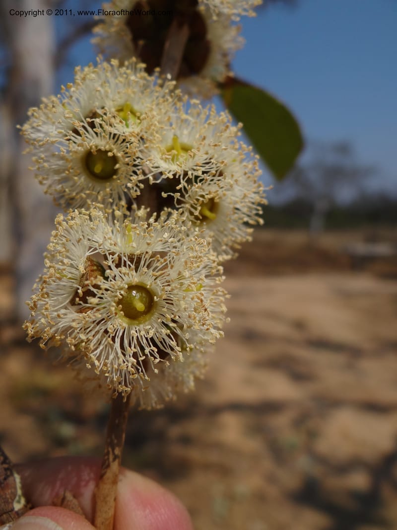 Eucalyptus platyphylla, B. Gray 9065--Australia. Queensland. Bakerville. 22 Sep 2011. (16).JPG