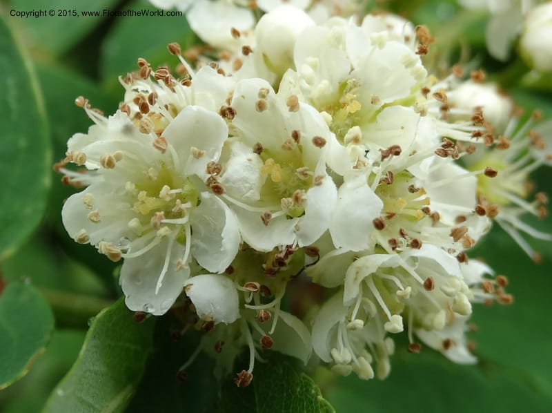 Sorbus aucuparia, Davidson, C 12484--Georgia (Caucasus). Koslitavi, branch of Merisi Gorge. 11 Jun 2014. DSC08456 (44).JPG