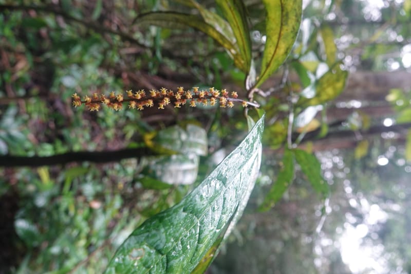 Thecacoris, C. Davidson 14074--Gabon. Raponda-Wallker. 28 Oct 2019. DSC02420 (10).JPG