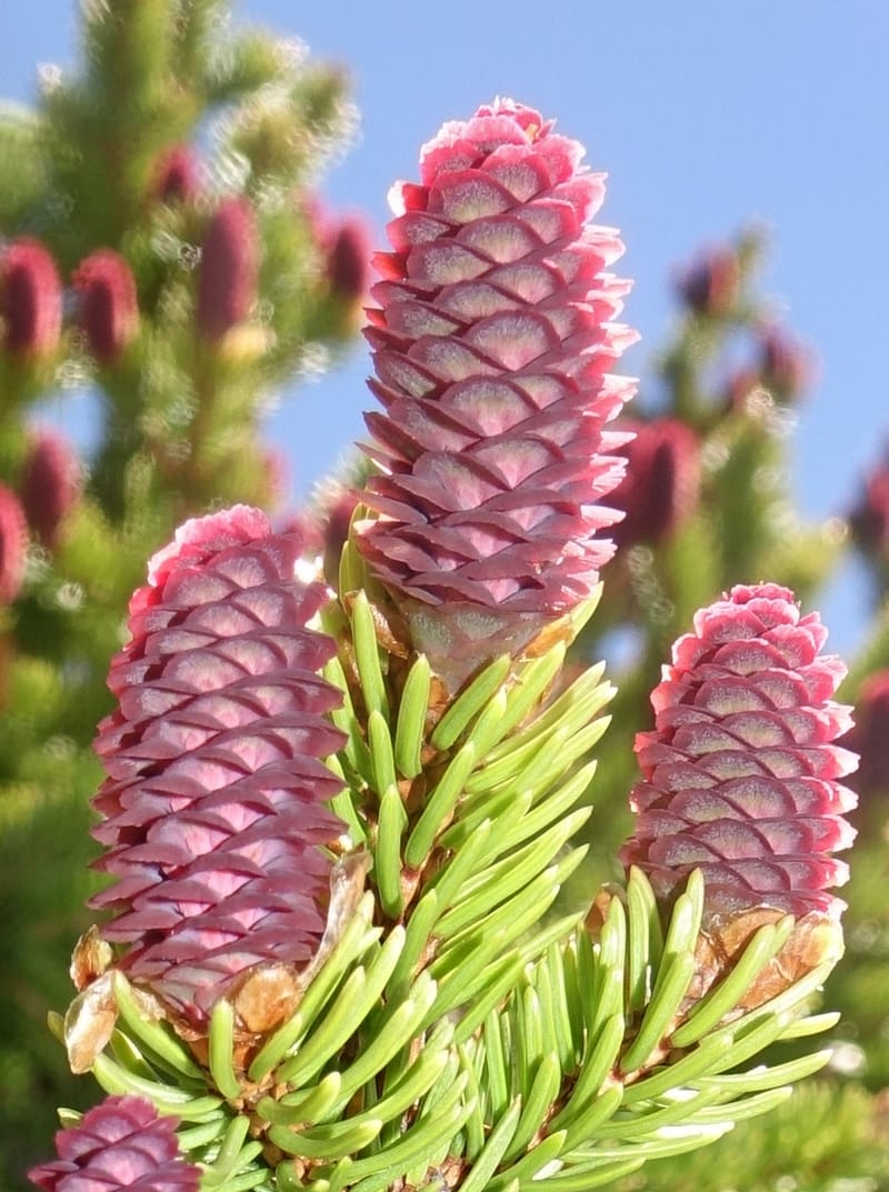Picea abies, Davidson, C 13309--Switzerland. Les Violettes. 4 Jul 2016. DSC09126 (76).JPG