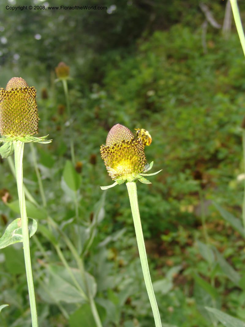 Rudbeckia occidentalis, CDavidson11111--ID. Adams Co. For. Serv. Rd. 453, to Goose Lk. 20 Jul 07. 096.jpg