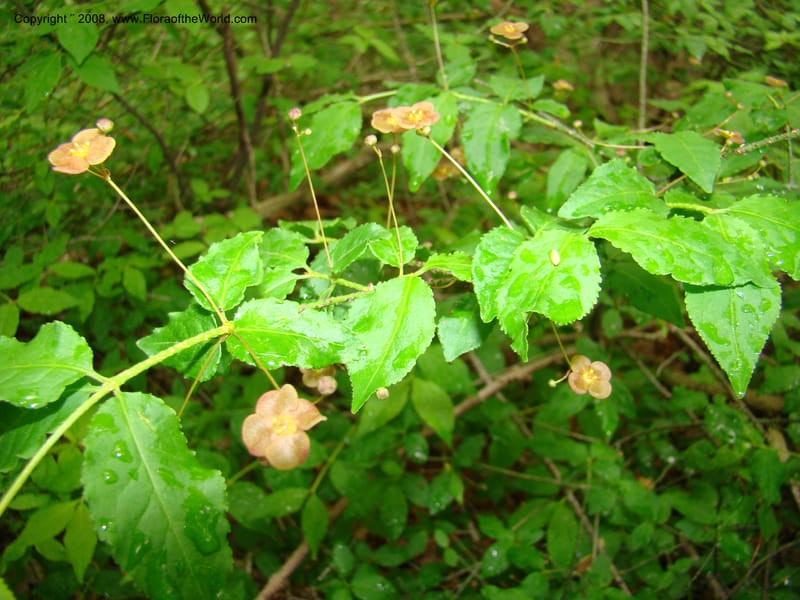 Slovenia. 3 km S of Kozina. 17 May 08. 163.jpg