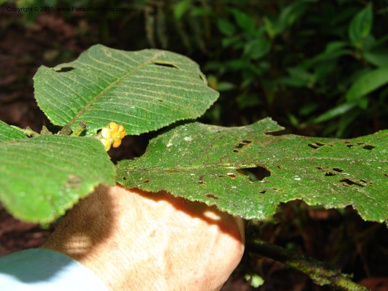 Siparuna aspera, Croat 95735--Ecuador. Maquipucuna Biol. Res. Send. Princip. 11 Mar 06. 260 (13).jpg