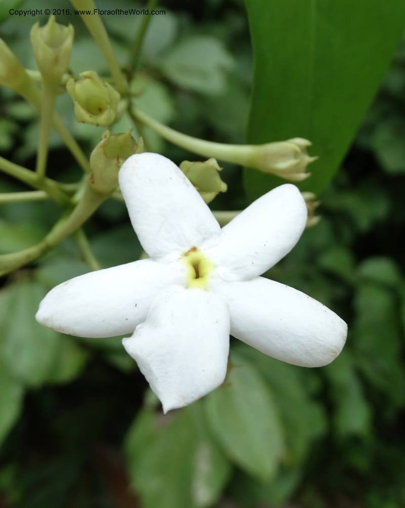 Jasminum, Davidson, C 12689--Sabah. Danum Valley RF Lodge. 5 Oct 2014. DSC02220 (278).JPG