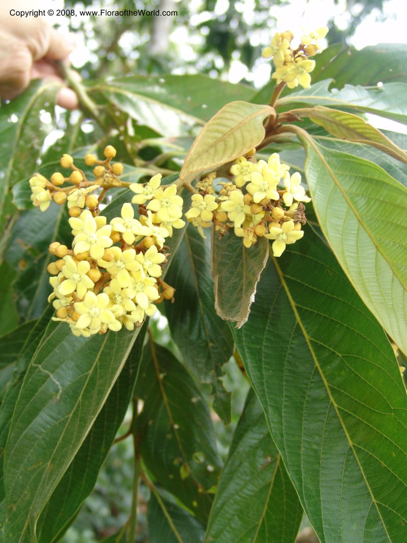 Nectandra, AAraujoM3018--Bolivia.  Pq. Nal. Madidi. Rio Tuichi. Aguapolo. 21 Sep 06. 081.jpg