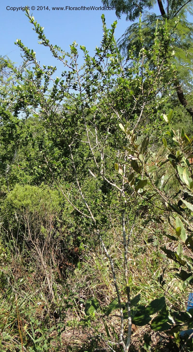 Erythroxylum cuneifolium, Stevens, W.D. 31055, Cerro Cora, 15 Mar 2011 1262 (6).JPG