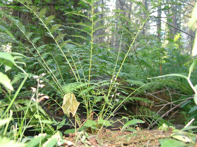 Athyrium felix-femina (L.)Mertens, CDavidson11135--ID. Valley Co. Payette Lake.  Sylvan Beach.  29 Jul 07. 009.jpg