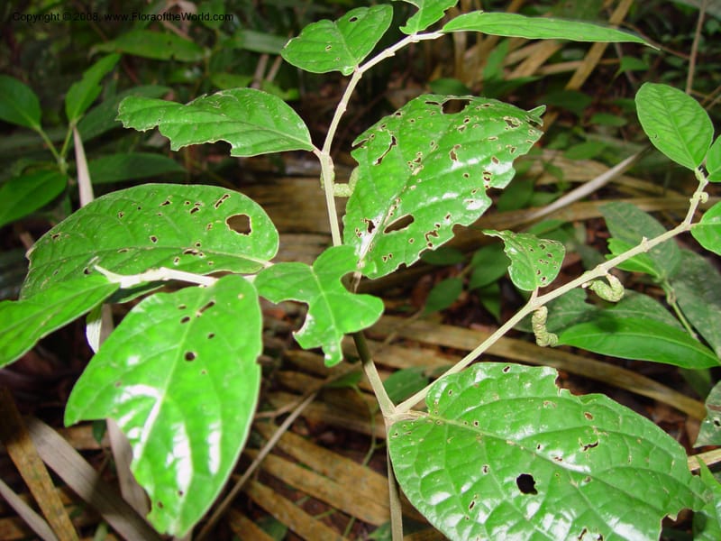 Piper avellanum, ETepe616--Fr. Guiana. Matoury Mts, near Cayenne. 21 Mch 02. 003.jpg