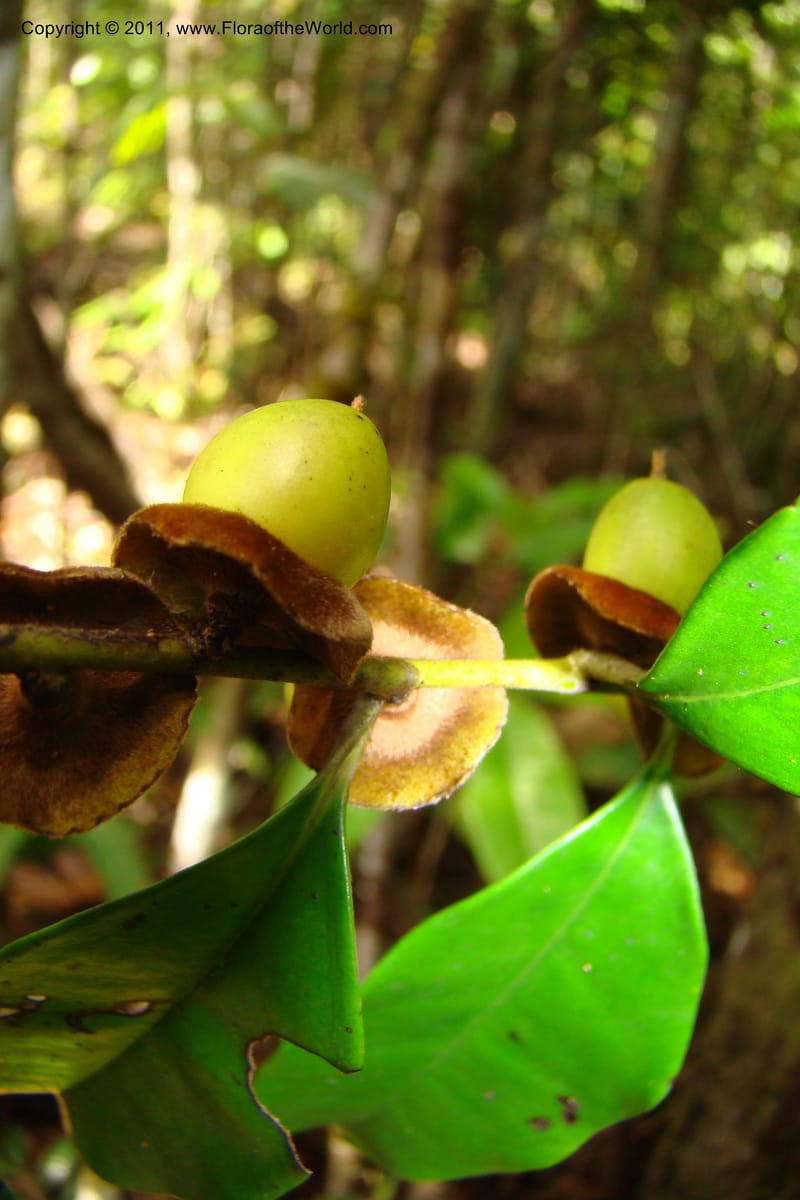 Diospyros, Phillipson 6113--Madagascar. Prov. Fianarantsoa. Manombo Nat. Park. 13 Jan 09. 014.jpg