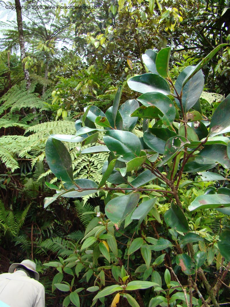 Piliocalyx, JMunzinger4794--New Caledonia. Aoupinie. 15 Nov 07. 153.jpg