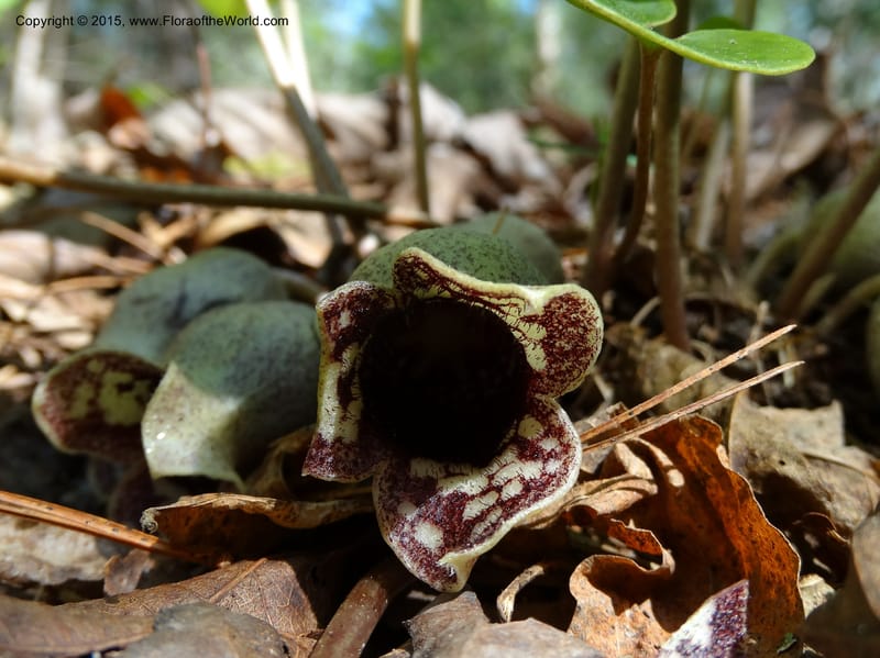 Asarum shuttleworthii, Davidson, C 12948--North Carolina. Trans. Co. W Cradle of For. 11 May 2015. DSC03837 (33).JPG