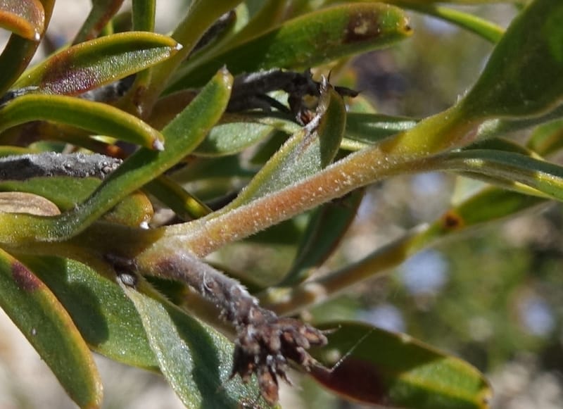 Conospermum nervosum, Davidson, C 13429--Australia. W.A. Green Head-Coorow Rd. Stop 2. 24 Oct 2016. DSC04873 (160).JPG