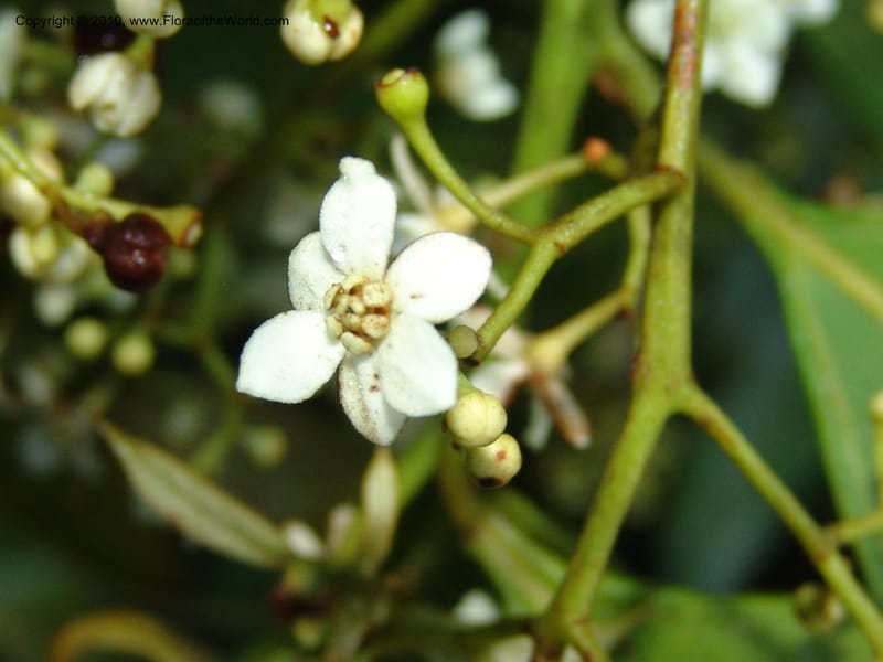 Nectandra, Croat 95965--Ecuador. Edo. Pichincha. Bosque Nublado Sta. Lucia. 14 Mar 06. 005 (2).jpg