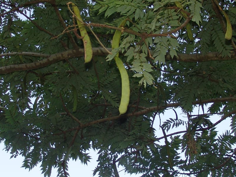 Millettia--Ethiopia. Wendo Genet, near Wabe Shebelle Hotel. 14 July 04. 032.jpg
