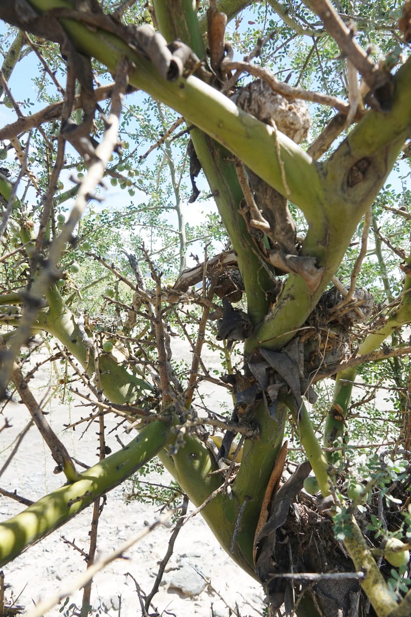 Geoffroea decorticans, Fortunato 13124--Argentina. W of Bellavista. 6 Feb 2018. DSC08696 (194).JPG