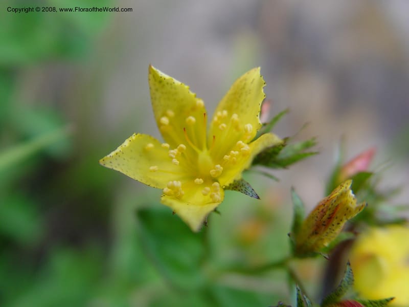 Hypericum aethiopicum--So. Africa. Drakensberg Mts. Giant's Castle. 4 Oct 03. 049.jpg