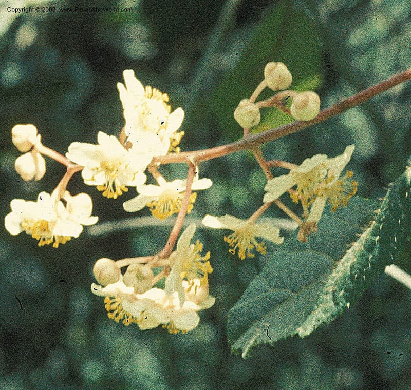 Saurauia, Davidson5030--Bolivia. Nor Yungas. 12 km W of Unduavi. 15 Nov 76. 002b.jpg