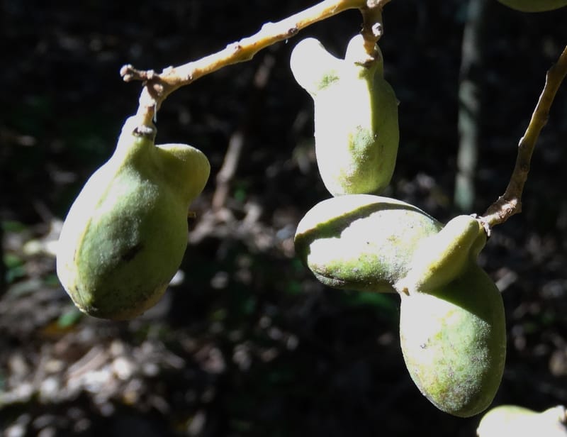 Neoarytera collina, Munzinger, J 7395--New Caledonia. Tina. 10 Nov 2015. DSC00610 (258).JPG
