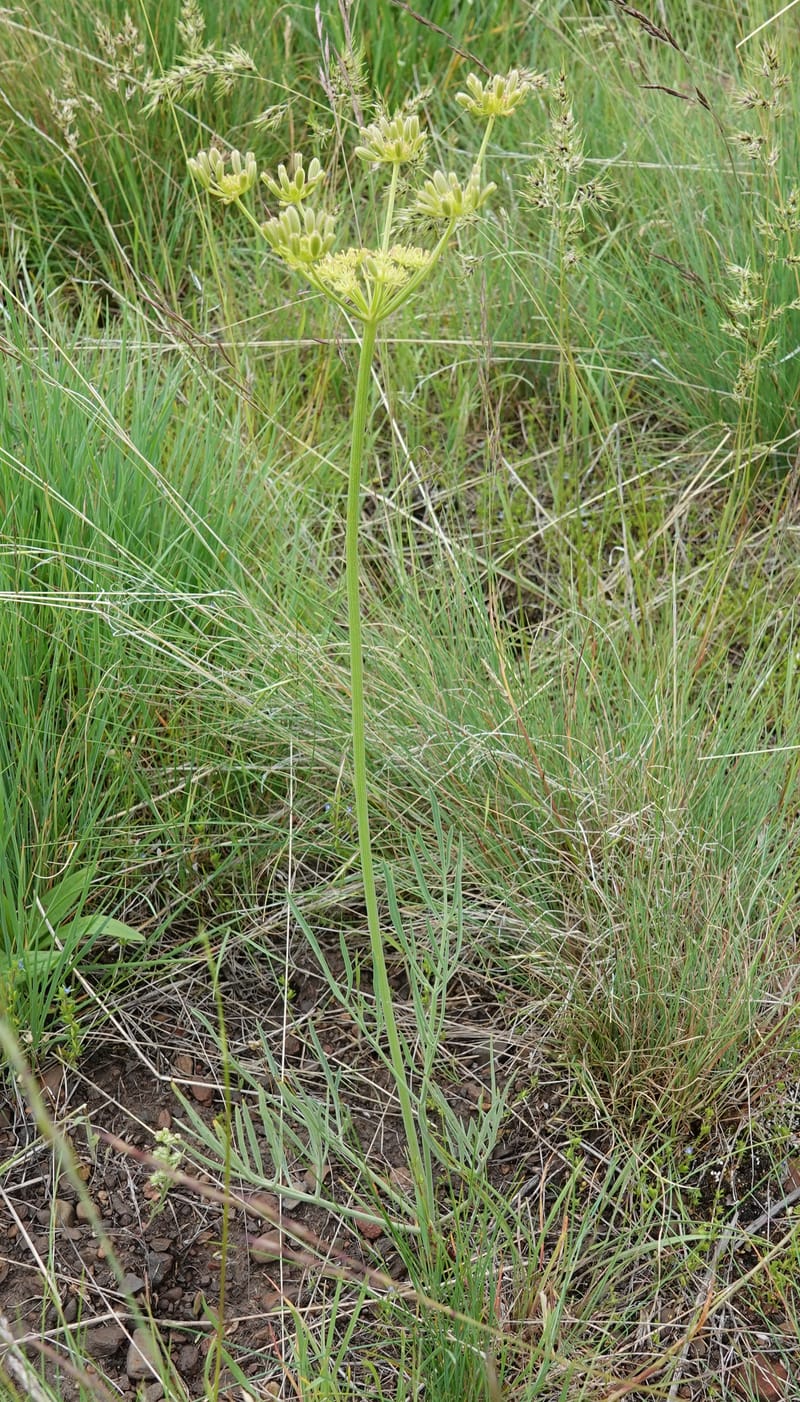 Lomatium triternatum, C. Davidson 13753--Oregon. Wallowa Co. Zumwalt.Trail Cr. Rd. 4 Jun 2018. DSC04078 (106).JPG