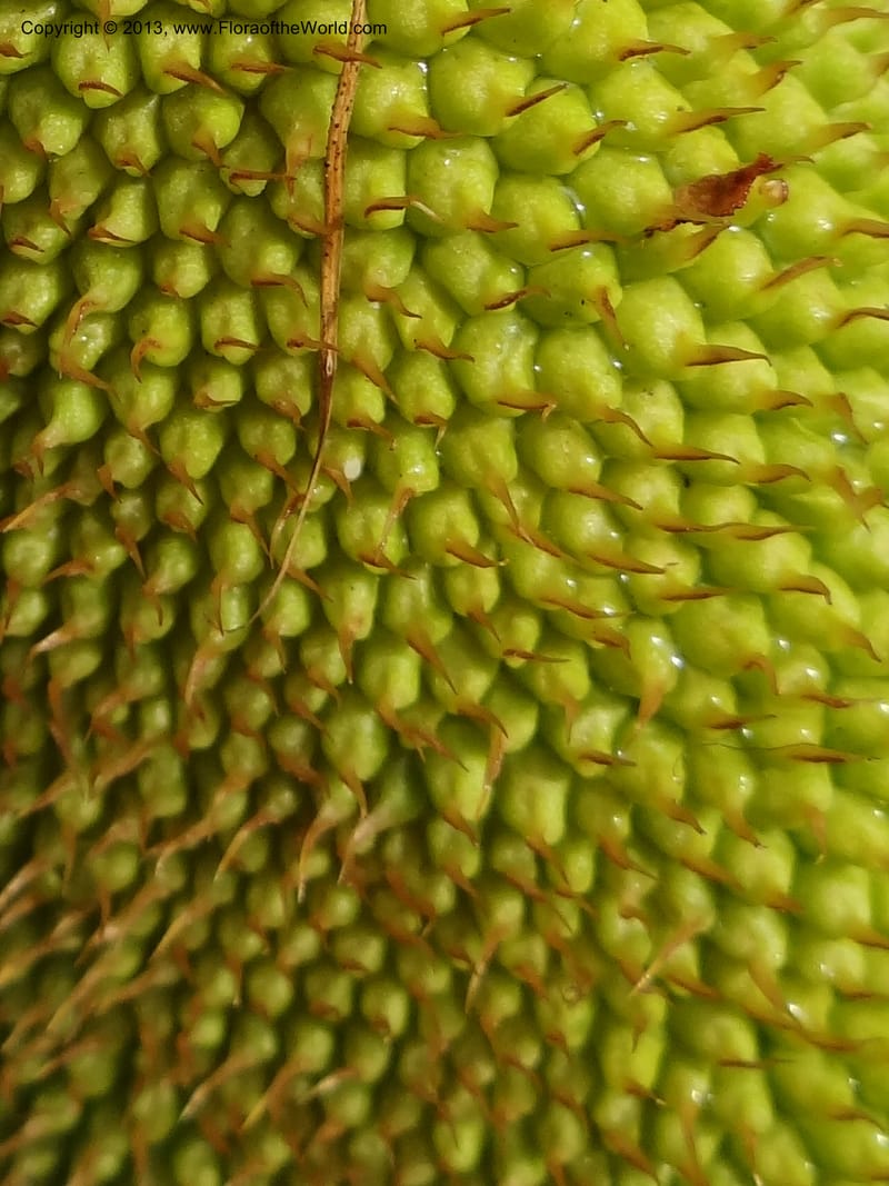Pandanus helicopus, Callmander 1023--Sabah. Klias Forest Reserve. 3 Apr 2012. DSC06489 (222).JPG
