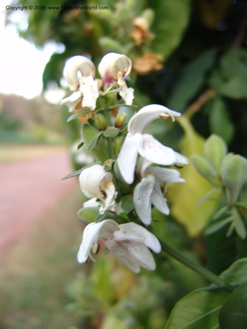 Justicia adhatodoides--So. Africa. Pretoria Nat. Bot. Gard. 25 Jun 04. 137.jpg