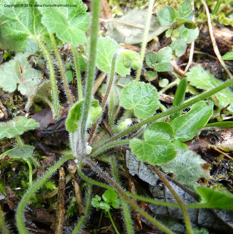 Androsace henryi, Boufford, D 43635--China. Sichuan. LiXian. MiYaLuo. 9 May 2014. DSC04513 (34).JPG