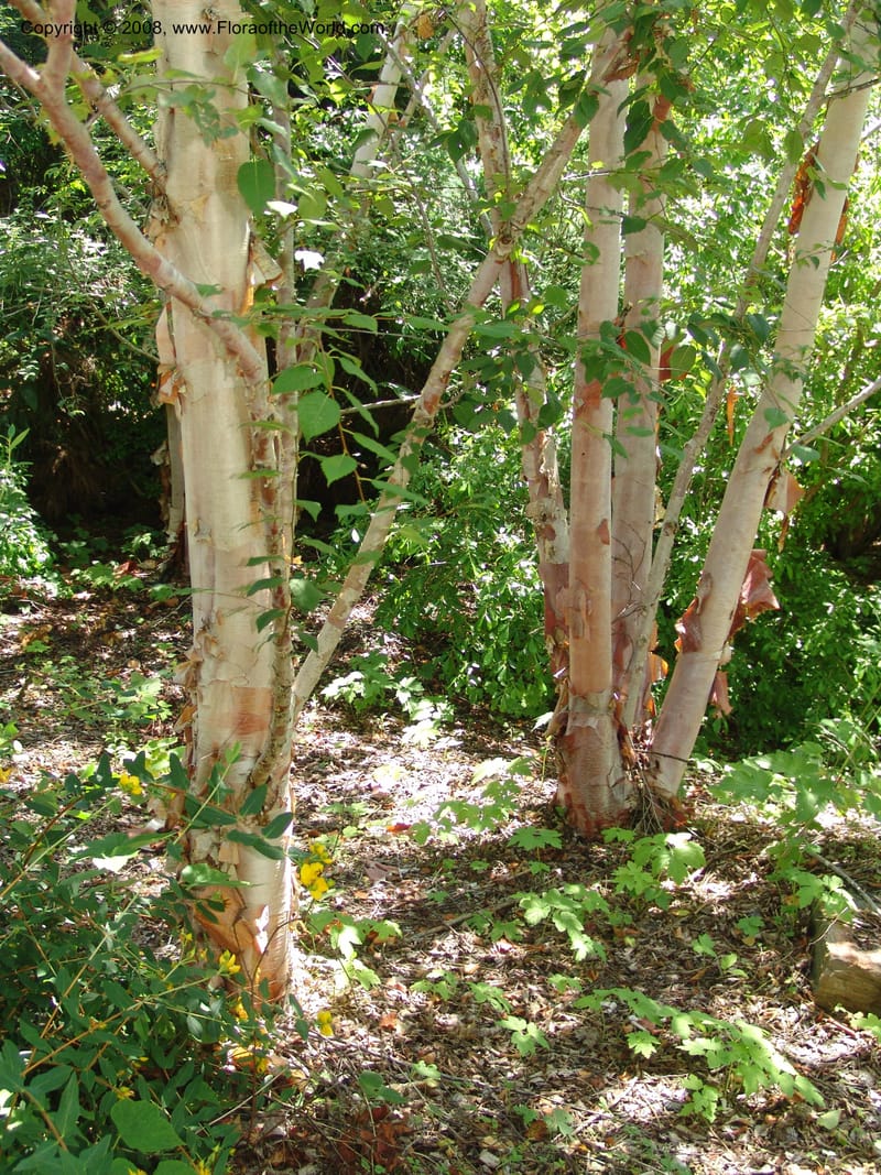 Betula albosinensis, 1988.169--CA. Quarryhill Botanical Garden. 5 Jul 07. 070.jpg
