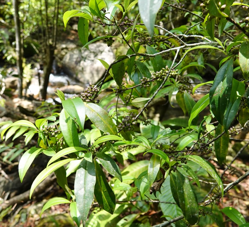 Rapanea faberi, D. Boufford 44108--China. Yunnan. Lao jun Shan. 30 Apr 2018. DSC00424 (295).JPG