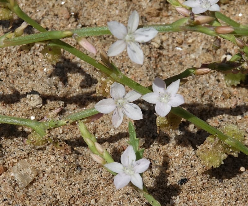Oxygonum alatum, L. Nanyeni 1143--Namibia. B1 to Rehoboth, Frankie Fredricks St. 15 Mar 2018. DSC00565 (113).JPG