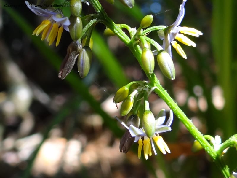 Dianella, B. Gray 9076--Australia. Queensland. Mt. Haig, Tinnaroo Hills. 24 Sep 2011. (51).JPG