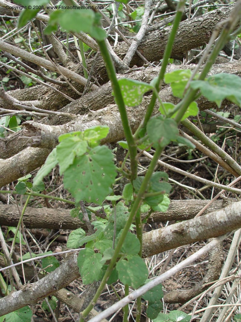 Hibiscus calyphyllus--So. Africa. KwaZuluNatal. Hluhluwe Game Res. 30 Sep 03. 097.jpg