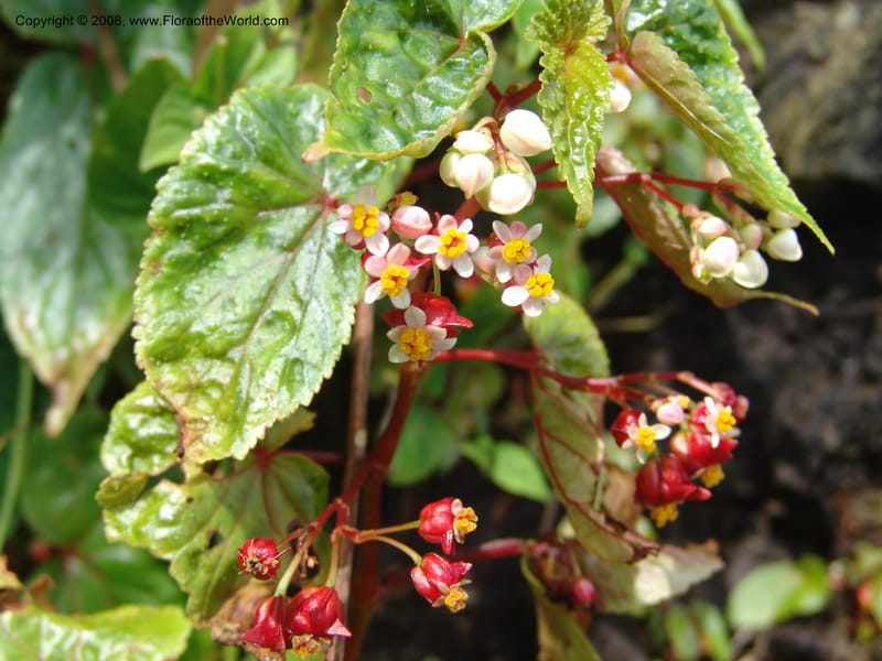 Begonia--Cameroon. Limbe Garden. 12 Oct 04. 145.jpg