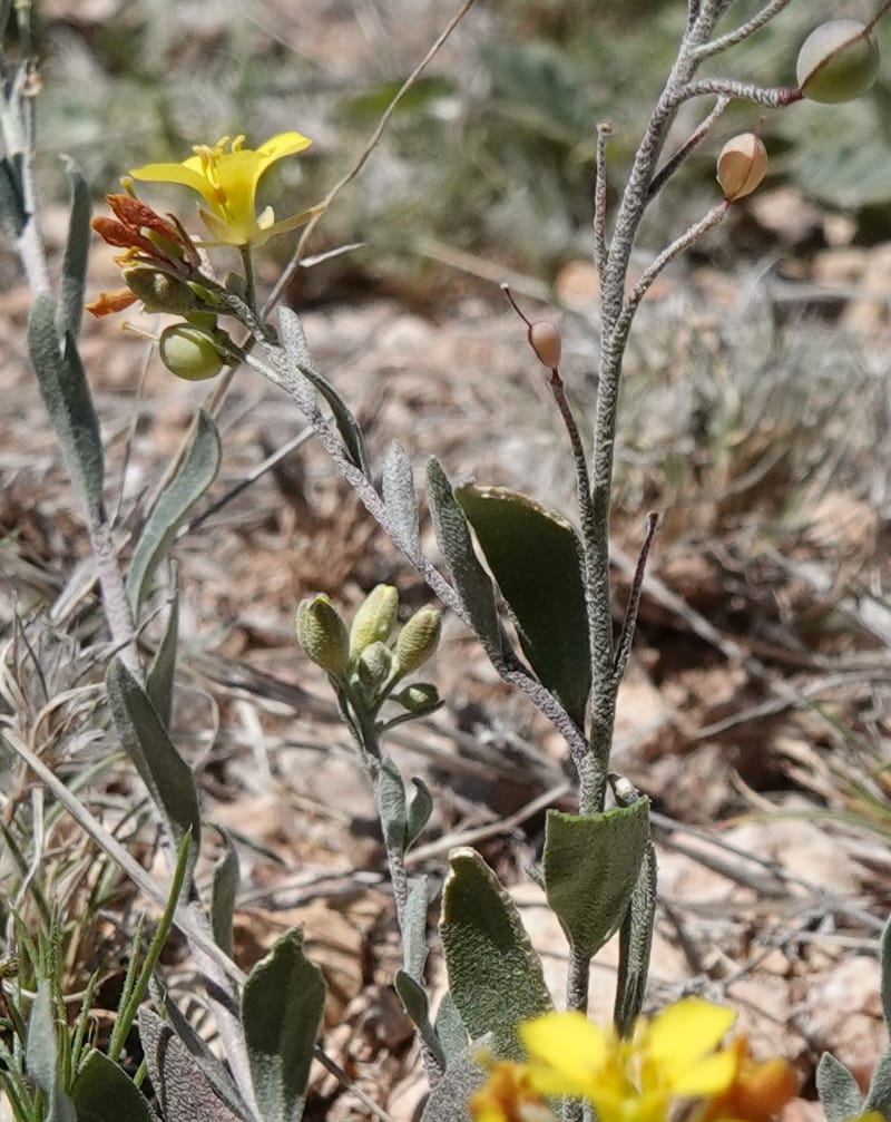 Lesquerella gordonii, C. Davidson 13997--AZ. Cochise Co. Geronimo Trail Rd. 10 Apr 2019. DSC07357 (66).JPG