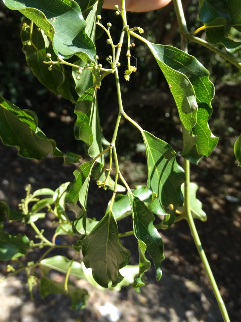Ventilago, Bruy, D 114--New Caledonia. Tina. 10 Nov 2015. DSC00610 (138).JPG