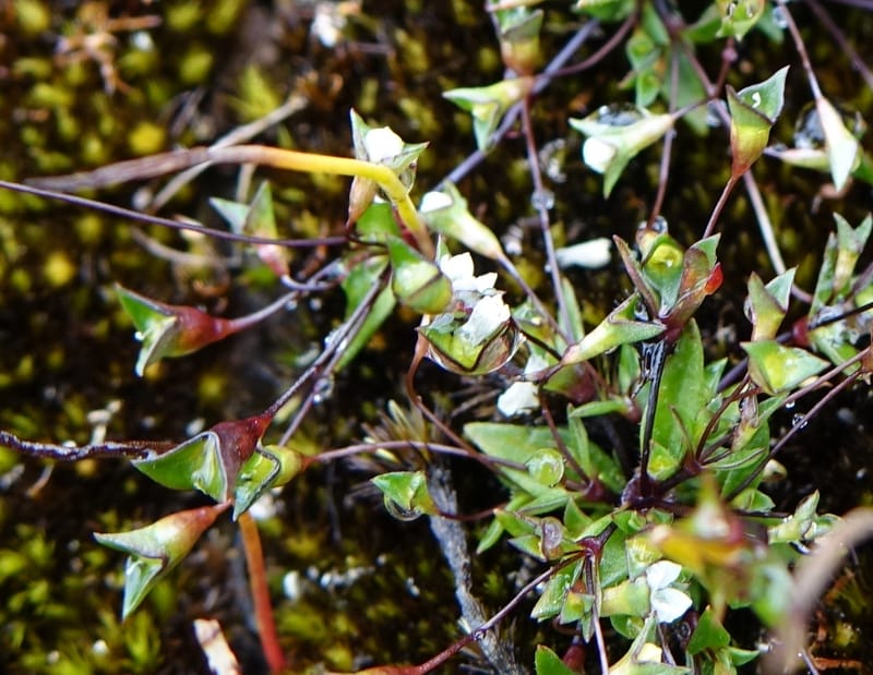 Phyllangium paradoxum, Davidson, V 13496--Australia. W. A. Two People's Bay Nat. Res. 29 Oct 2016. DSC06475 (94).JPG