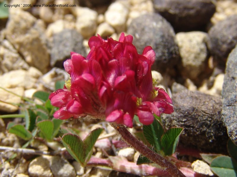 Trifolium burchellianum--So.Africa. E. Cape. R58 SE of Barkly East.10 Mch 05. 246.jpg