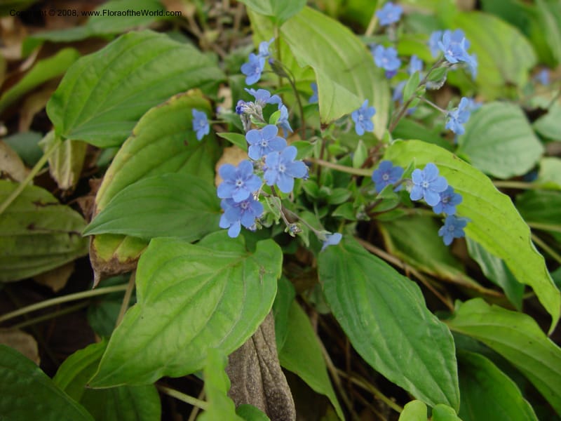 Omphalodes cappadocia, 90.2319--CA. UC Berkeley Bot. Gard. 11 Feb 03. 056.jpg