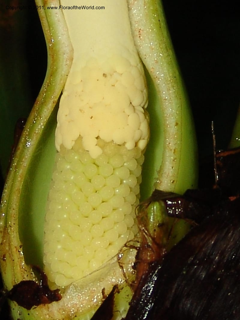 Philodendron, RVasquez31562--Peru. Prov. Oxa. Estac. Paujil. Send. El Mirador. 16 Oct 06. 507.jpg
