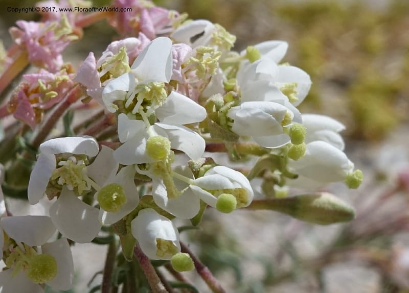 Camissonia boothii subsp. condensata, Davidson, C 13157--California. Inyo Co. Hwy 190 W of Panamint Spgd. Stop 1. 21 Apr 2016. DSC02055 (31).JPG