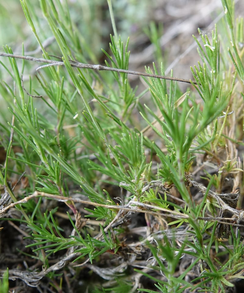 Minuartia laricifolia, Callmander, M 1295-- Switzerland. Hwy 9 to Simplon. Ganterbrucke. 2 Jul 2016. DSC08156 (206).JPG